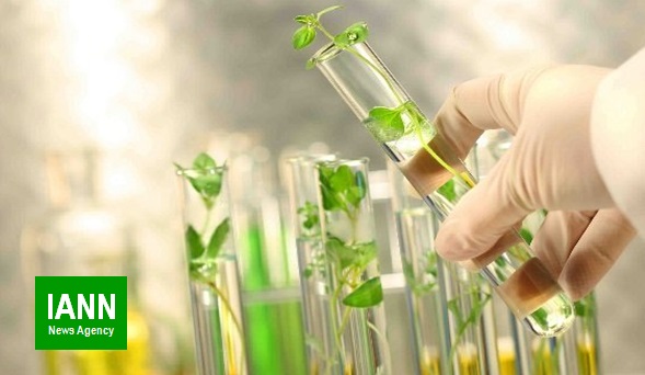 تلاش محققان کشور برای تولید ماده موثره دارو در گیاهان