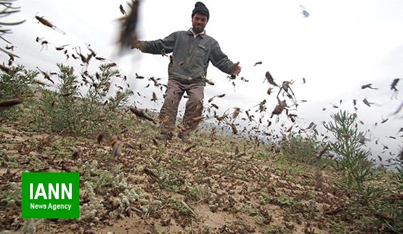 صوت/ هشدار هجوم ملخ‌ها به مزارع کشور