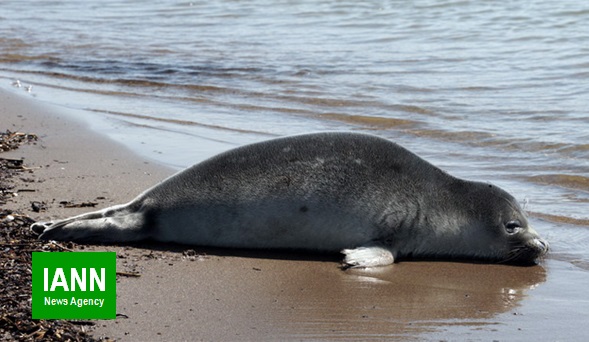 صوت/ پهن شدن تور انقراض برای تنها پستاندار دریای خزر