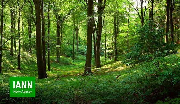 پرونده سازی برای جنگل های هیرکانی در آمل