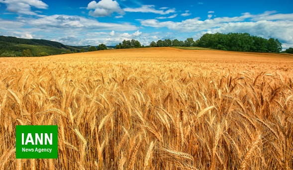 افزایش ۱۰ درصدی برداشت خوشه‌های طلایی گندم در بوانات