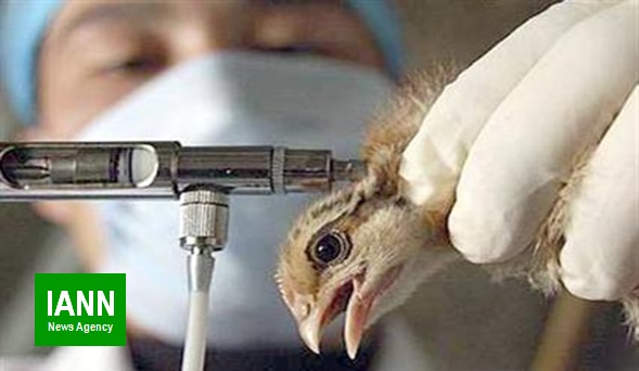 هشدار دوباره درباره شیوع آنفلوانزای پرندگان/۷ استان درگیر شدند