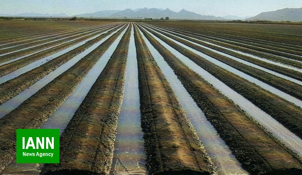 ۸۰ درصد مزارع ذرت کوار به روش آبیاری تیپ