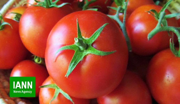 پیش بینی برداشت ۸۴ هزارتن گوجه فرنگی در ارسنجان
