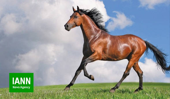اسب ایران به اروپا صادر می شود
