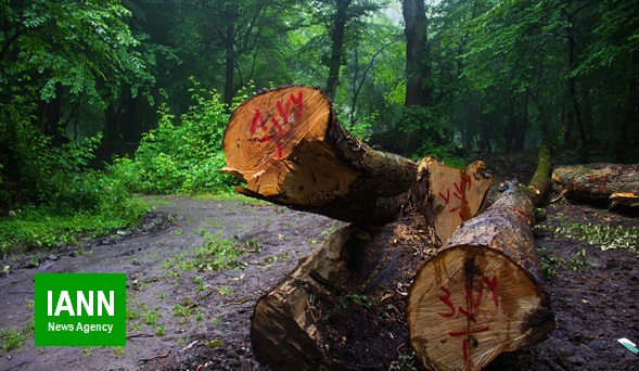 باند قاچاق چوب جنگلی در کوار متلاشی شد
