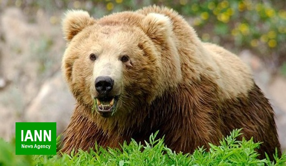 احداث آبشخور و تامین غذا در زیستگاه خرس قهوه ای پاسارگاد