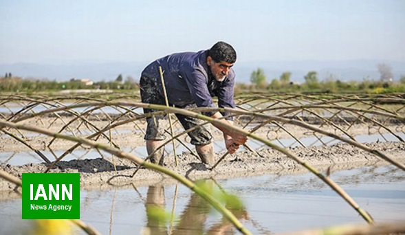 تولید برنج در برزخ فضای مجازی