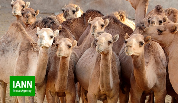 واردات شتر به کشور با مجوز بازارچه‌های مرزی است