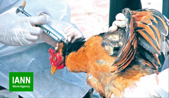 تاکنون هیچ موردی از آنفلوانزای فوق حاد پرندگان در فارس گزارش نشده است