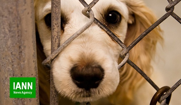 یادداشت/ تبدیل تهدید حیوان‌آزاری به فرصت وضع قانون