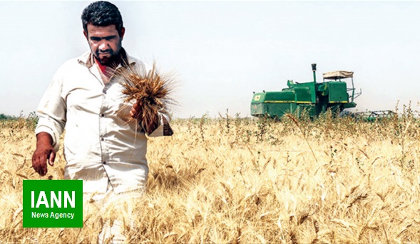 خرید بیش از ۲۴۴۰۰۰ تن گندم مازاد برمصرف از کشاورزان استان فارس