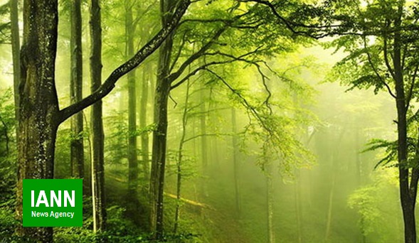 وجود بیش از ۶۰ هزار گونه درخت در جهان