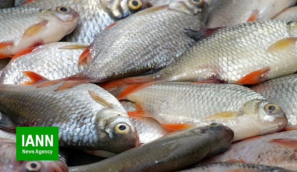 رونق عیدانه بازارهای ماهی فروشان مازندران