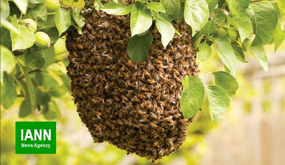 سموم شیمیایی مانع تولید عسل ارگانیک