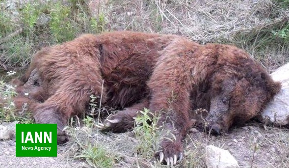 صوت/ مرگ سومین خرس قهوه ای طی چند هفته اخیر