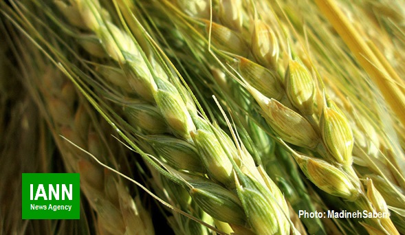 صوت/ قیمت جدید بذر اصلاح شده گندم اعلام شد