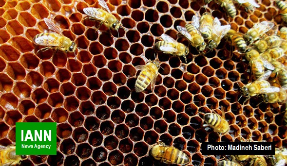 صوت/ زنبور عسل بومی ایرانی در معرض خطر انقراض