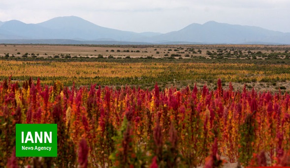 سمنان استان مستعد برای تامین خاویار گیاهی کشور است