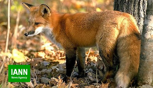 تحویل یک قلاده روباه معمولی به اداره محیط زیست نی ریز