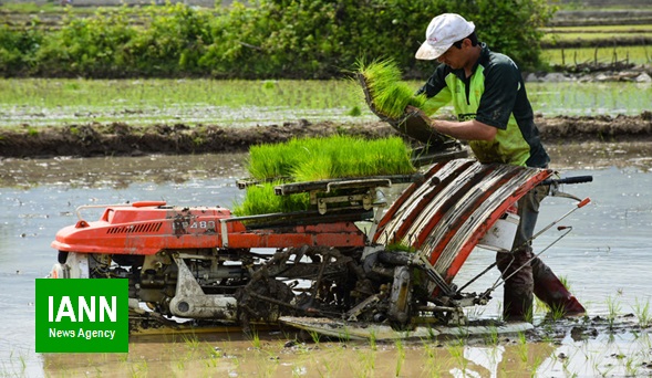 دستورالعمل فنی کشت مکانیزه برنج در شرایط شیوع کرونا در نشریه موسسه تحقیقات برنج کشور