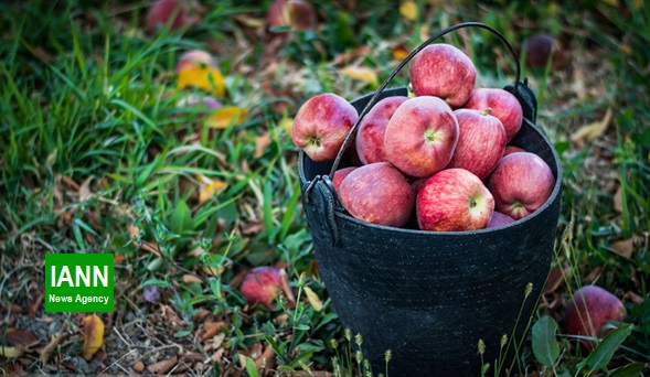 بازار روبه رشد سیب ایران در خارج از کشور