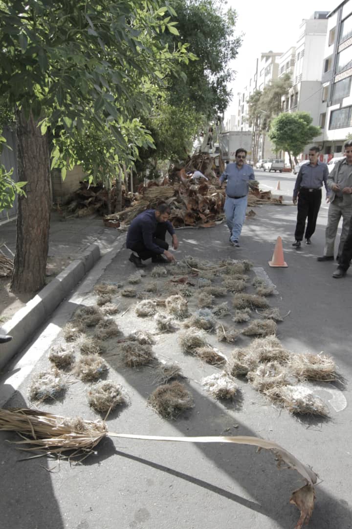 شهرداری شیراز با هرس بی موقع درختان در فصل بهار دهها لانه، تخم و جوجه پرنده را از بین برد