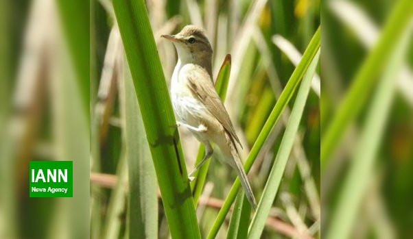 یک گونه کمیاب پرنده در تالاب گندمان مشاهده شد