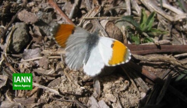 کشف یک زیرگونه جدید از پروانه‌ها در کوه لاله‌زار کرمان