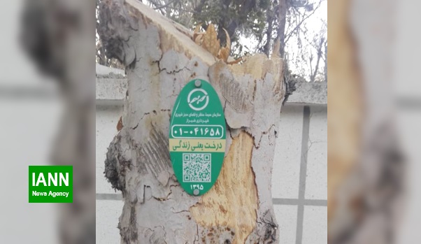 کشف و ضبط سه تن چوب آلات قاچاق جنگلی در منطقه قلات شیراز
