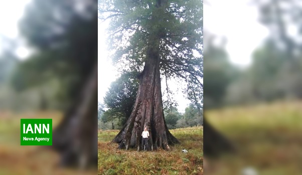 بلند قامت ترین درخت ایران شناسایی شد