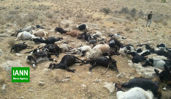 تلف شدن ۱۳۰ رأس گوسفند و بُز در استان فارس به علت مسمومیت