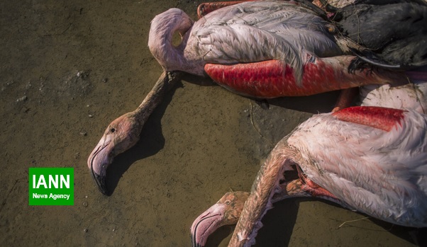 بیماری بوتولیسم علت اولیه مرگ پرندگان میانکاله
