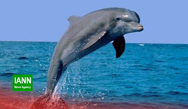 طرح حفاظت از دلفین گوژپشت خلیج فارس تدوین شد