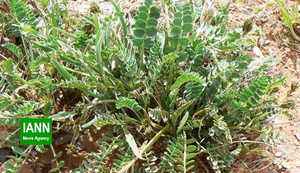 کاشت گیاه دارویی مورینگا برای نخستین بار در عرصه های طبیعی فارس