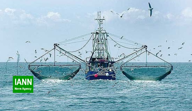 عدم ابلاغ رسمی ممنوعیت صید ترال فانوس ماهیان به محیط زیست