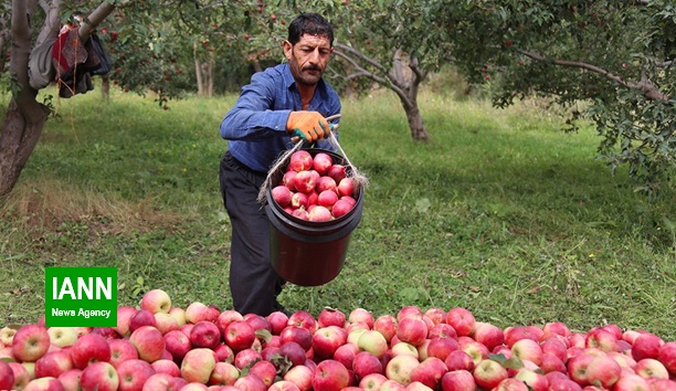 ساماندهی بازار نوروز با عرضه بدون واسطه  ۱۲۰۰ تن میوه