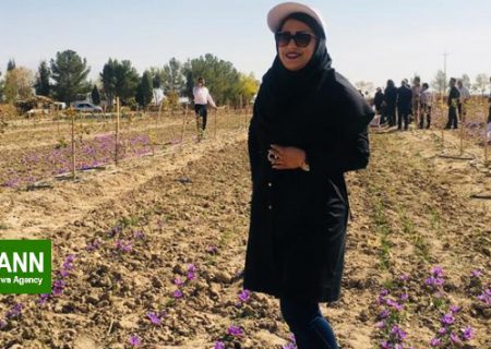 تغییر الگوی کشت و توسعه کاشت زعفران در فارس