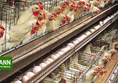قیمت گوشت مرغ و تخم مرغ هیچگونه افزایشی ندارد/ برخورد جدی با گران فروشان