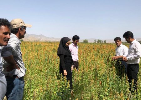 توسعه کاشت کامیلنا در استان فارس