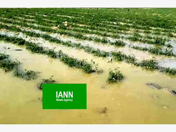 خسارت۱۱۲میلیارد تومانی سیل و باران به کشاورزی فسا