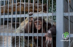 عاقبت جایگاه جدید شامپانزه‌های باغ وحش ارم چه شد؟