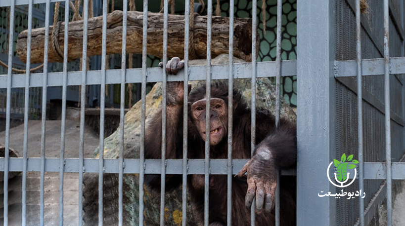 عاقبت جایگاه جدید شامپانزه‌های باغ وحش ارم چه شد؟