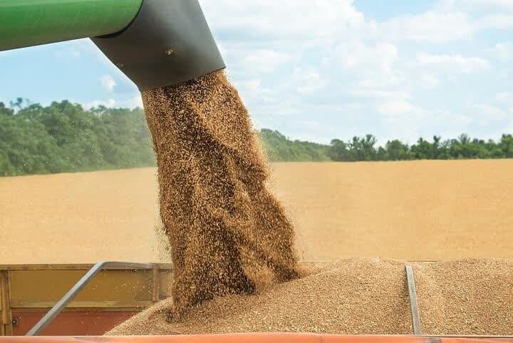 پیش بینی برداشت ۱۰۰۰۰تن گندم از مزارع شهرستان استهبان