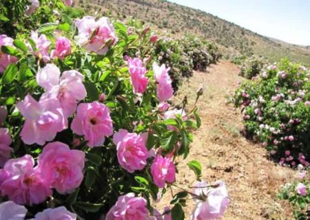 برداشت ۸۰ تن گل محمدی در شهرستان فسا