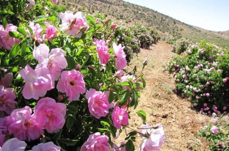 تولید ۱۰ هزار گیلوگرم گل محمدی در بیضا