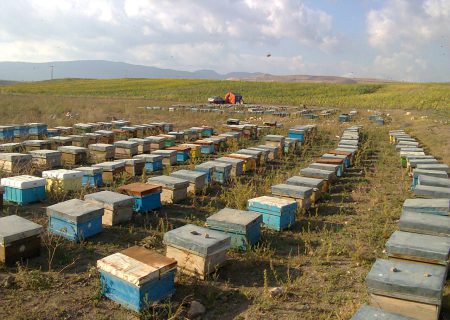 پیش بینی استقرار ۴۶ هزار کلنی زنبور عسل در سپیدان