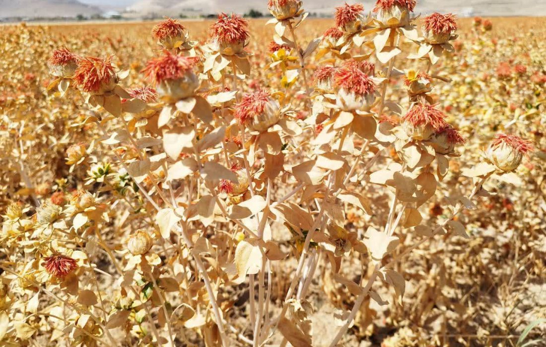 پایان برداشت دانه روغنی گلرنگ از ۱۱۲۰ هکتار مزارع مرودشت