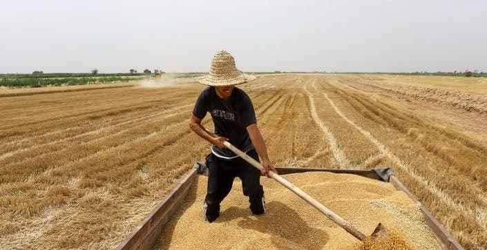 افزایش ۲٫۵ برابری تحویل گندم به مراکز خرید دولتی کوار