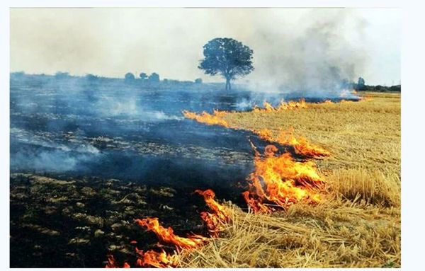 کشاورزان از آتش زدن بقایای گیاهی مزارع خودداری کنند